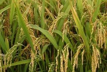 夷优101水稻种子介绍 6月20日前播种