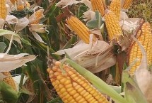 安丰137玉米品种简介 大喇叭口期防治玉米螟虫