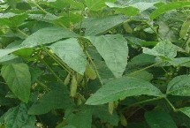 吉黑9号大豆种子特征特性 8月中旬及时防治大豆食心虫