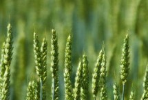 禾丰3号小麦品种的特性 全生育期225.2天
