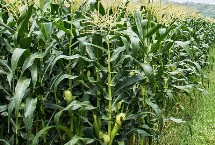 增信817玉米种简介 辽宁省春播生育期128天