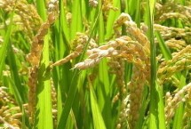 徽两优2036水稻种简介 全生育期133.0天