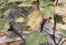 茄子枯萎病怎么治 发病初期用药剂灌根