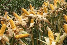 强盛190玉米种简介 适宜播期4月下旬至5月初