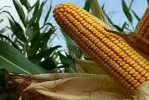 雅玉3482玉米品种简介 每亩种植密度4000株左右