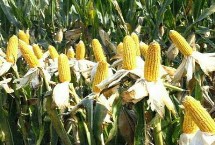 双惠87玉米种子介绍 苗期注意防治地下害虫