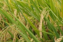 中嘉8号水稻种子特点 全生育期158.7天