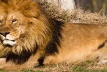 猫科动物有哪些种类 可分为猎豹亚科、豹亚科、猫亚科