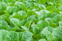 如何对蔬菜控施氮肥 可主施腐熟的有机肥、减少氮肥用量