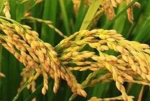 武香糯7368水稻种子简介 每亩1.8万穴