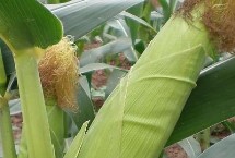闽甜糯816玉米种简介 综合防治病虫害
