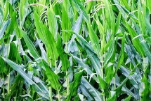 雷单1号玉米种子特点 中抗茎腐病