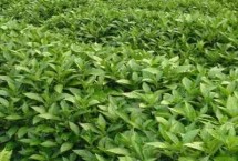 青黛的种植方法 播种前需浸种