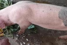 猪拉稀不吃食怎么办 需要立刻将猪隔离到单独的圈舍中
