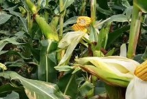 明凤709玉米种子介绍 中抗茎腐病