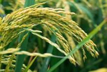 桂源2号水稻种子介绍 一般早稻桂南3月上旬播种