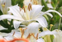 百合花的价格 遇到特殊节日往往会涨价