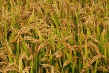 中科盐9号水稻种简介 并做好秧田病虫草害防治