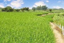 哈两优1674水稻种子特征特性 中抗条纹叶枯病