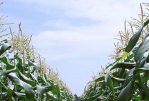 增玉153玉米种子特征特性 亩播种量3.0千克左右