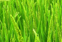 金禾粳优1702水稻种子简介 全生育期为132.7天