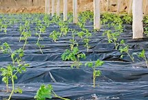 温度高时播种为何要覆盖塑料薄膜 可提高土壤肥力、地温等