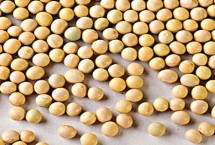 黑龙芽豆1号大豆种子特点 该品种亚有限结荚习性