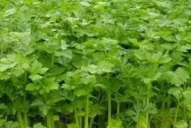 芹菜田除草方法 播后苗前的施药效果更佳