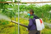 百香果怎么防治蓟马 可通过翻耕清园消灭越冬成虫