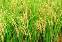 瑜香优191水稻种子介绍 秧田播种量每亩15.0千克