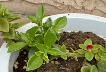 牡丹吊兰是什么植物 属多年生常绿草本植物