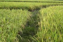 榆优19水稻种简介 叶瘟表现中抗
