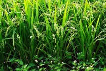 甬优1520水稻种子特点 该品种株高适中
