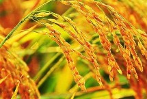 B两优131水稻种子介绍 籼型两系杂交水稻品种