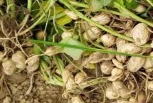 春花生如何施肥 所需磷肥比通常作物多