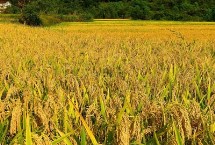 常香粳206水稻种子特征特性 搁田前后及时防治纹枯病