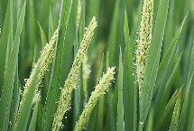 宁粳15号水稻品种简介 粳型常规水稻品种