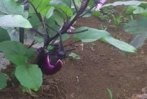 夏季哪些蔬菜可以露天种植 包括小白菜、空心菜、番茄、茄子等品种