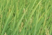 闽两优712水稻品种的特性 大田用种量每亩1.5公斤