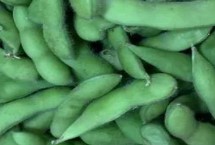 毛豆的生长期 从种植到采收大约需要90天