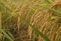 兴农丝占水稻种简介 全生育期129.2天