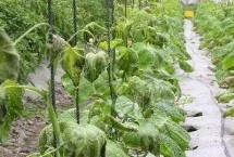 西红柿冻害 通常发生在冬季