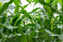 原玉甜819玉米种简介 基肥应每亩施45千克