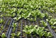 蔬菜死苗如何预防 适当减少肥料用量可避免烧根烧苗