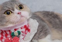 猫咪的口腔疾病 主要有牙周疾病、猫口炎和猫骨齿吸收症