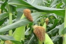 C6397玉米种子简介 普通玉米品种