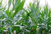 德黑糯1号玉米品种的特性 区试平均生育期106.2天
