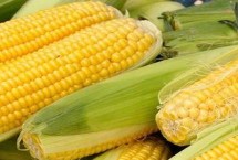 大槐77玉米品种简介 中抗大斑病