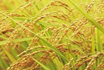 两优5518水稻品种的特性 全生育期120.4天