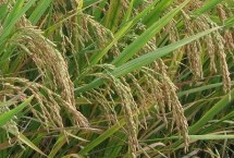 裕粳1号水稻种子特点 全生育期139.6天